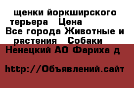 щенки йоркширского терьера › Цена ­ 20 000 - Все города Животные и растения » Собаки   . Ненецкий АО,Фариха д.